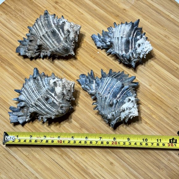 ๐ Lot of (4) Black Murex Shell Sea Snail Conch Spiral Nautical Decor - Picture 2 of 15